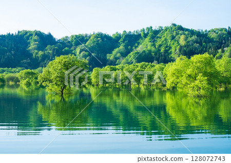 Submerged forest of Shirakawa lake Submerged forest of Shirakawa lake 128072743