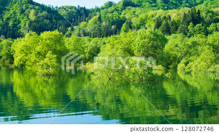 白川湖被淹沒的森林 白川湖被淹沒的森林 128072746