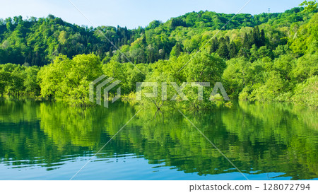 Submerged forest of Shirakawa lake Submerged forest of Shirakawa lake 128072794