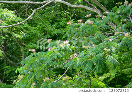 Silk tree flowers are blooming 128072813