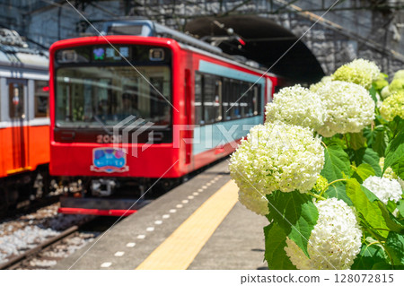 <Kanagawa Prefecture> Hydrangea Train/Hakone Tozan Railway Tonosawa Station 128072815