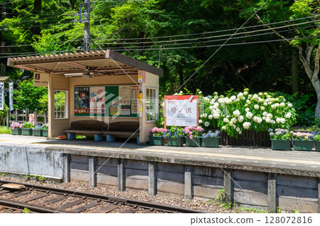<神奈川縣> 紫陽花列車/箱根登山鐵道塔之澤站 128072816