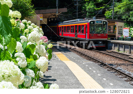 <Kanagawa Prefecture> Hydrangea Train/Hakone Tozan Railway Tonosawa Station 128072821