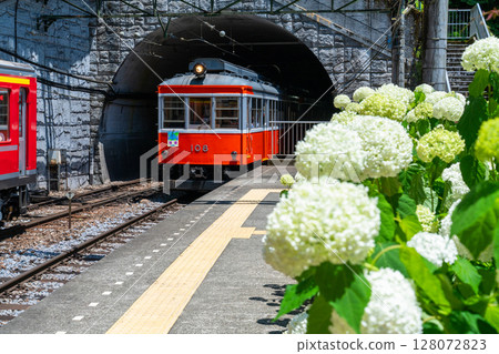 <Kanagawa Prefecture> Hydrangea Train/Hakone Tozan Railway Tonosawa Station 128072823