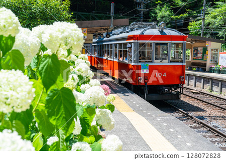 <Kanagawa Prefecture> Hydrangea Train/Hakone Tozan Railway Tonosawa Station 128072828