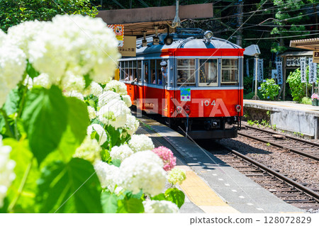<Kanagawa Prefecture> Hydrangea Train/Hakone Tozan Railway Tonosawa Station <Kanagawa Prefecture> Hydrangea Train/Hakone Tozan Railway Tonosawa Station 128072829
