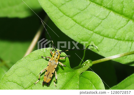 棗Kamikiri 128072857