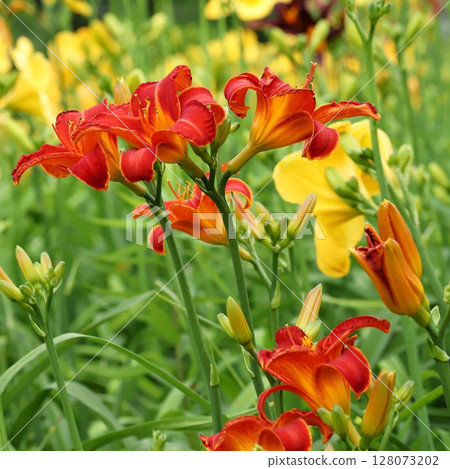 雨季花卉萱草 128073202