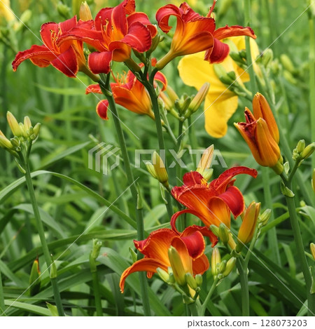 Rainy season flowers Hemerocallis Rainy season flowers Hemerocallis 128073203