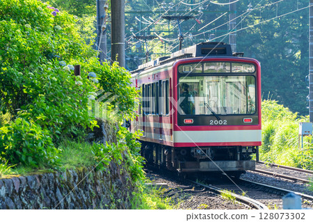 <Kanagawa Prefecture> Hydrangea Train/Hakone Tozan Railway Gora Station 128073302