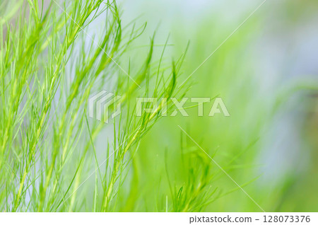 Dog fennel, dogfennel or Eupatorium capillifolium or false dill tree or Asteraceae 128073376