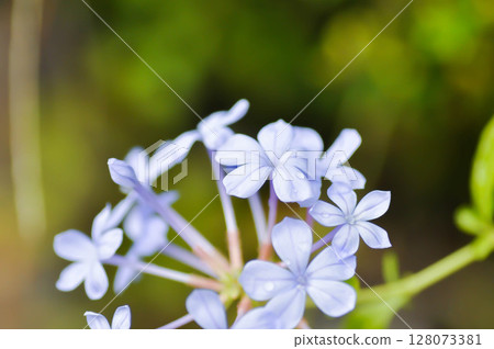 Cape leadwort, PLUMBAGINACEAE or Plumbago auriculata Lam and rain droplet 128073381