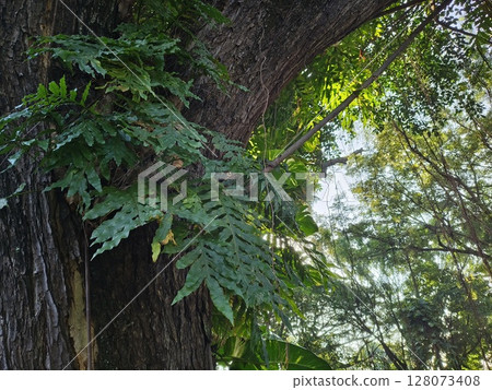 Drynaria quercifolia fern growing on a large tree Drynaria quercifolia fern growing on a large tree 128073408
