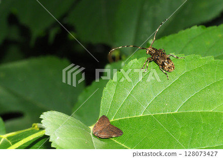Chinese grasshopper and longhorn beetle Chinese grasshopper and longhorn beetle 128073427