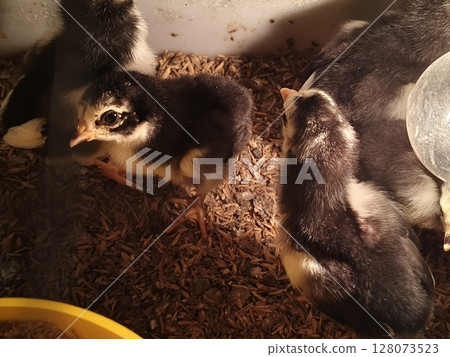chicks in a cage and given lights as heating. 128073523