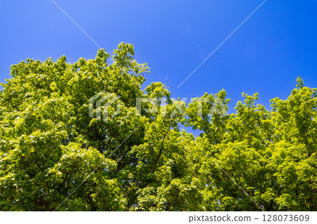 Fresh greenery shining against the blue sky 128073609