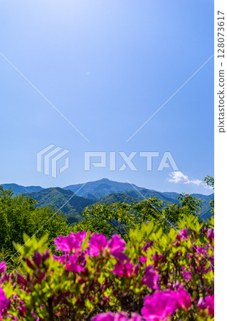 Azaleas, blue skies and mountains Azaleas, blue skies and mountains 128073617