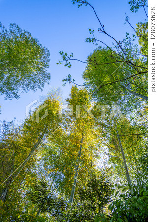 Fresh greenery and bamboo forests against the blue sky Fresh greenery and bamboo forests against the blue sky 128073628