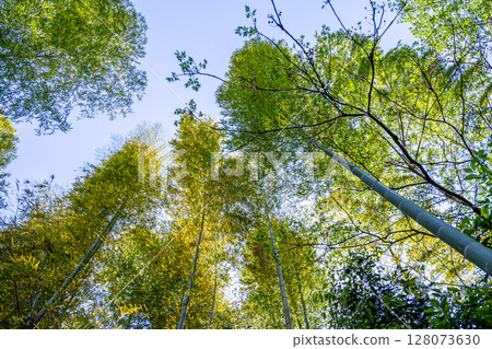Looking up at the fresh green trees and bamboo forest Looking up at the fresh green trees and bamboo forest 128073630