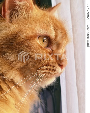 close up persian Yellow cat.that looks outside window, curious about something outside 128073752