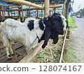 portrait of a sacrificial goat in preparation for the Eid al-Adha, Muslim performing halal slaughtering of goat or lamb during Eid Al-Adha 128074167