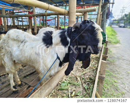 portrait of a sacrificial goat in preparation for the Eid al-Adha, Muslim performing halal slaughtering of goat or lamb during Eid Al-Adha portrait of a sacrificial goat in preparation for the Eid al-Adha, Muslim performing halal slaughtering of goat or lamb during Eid Al-Adha 128074167