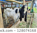 portrait of a sacrificial goat in preparation for the Eid al-Adha, Muslim performing halal slaughtering of goat or lamb during Eid Al-Adha 128074168