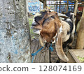portrait of a sacrificial goat in preparation for the Eid al-Adha, Muslim performing halal slaughtering of goat or lamb during Eid Al-Adha 128074169