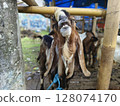 portrait of a sacrificial goat in preparation for the Eid al-Adha, Muslim performing halal slaughtering of goat or lamb during Eid Al-Adha 128074170