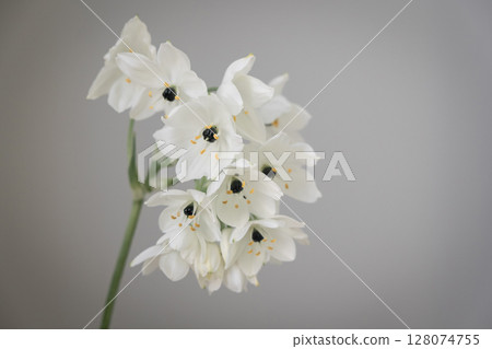 Ohnisogaram 128074755