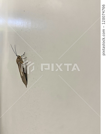 拍攝一隻有白色斑紋的褐色飛蛾在牆上休息的照片 128074766