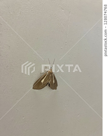 拍攝一隻有白色斑紋的褐色飛蛾在牆上休息的照片 128074768