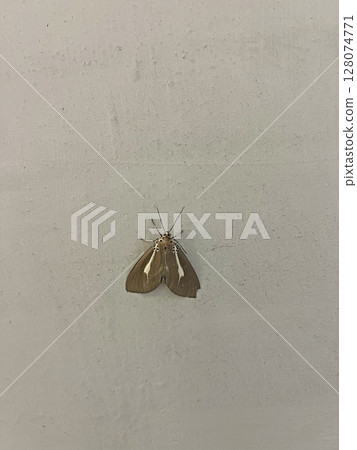 拍攝一隻有白色斑紋的褐色飛蛾在牆上休息的照片 128074771
