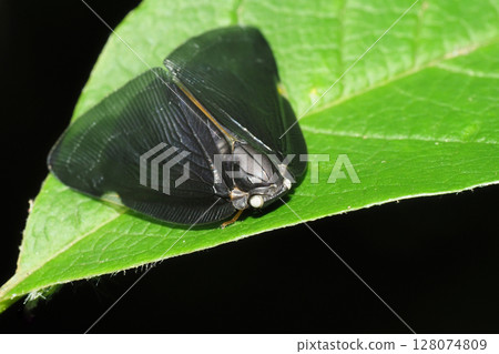 Chinese moth 128074809