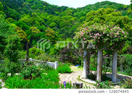 Scenery of ACAO FOREST Scenery of ACAO FOREST 128074845