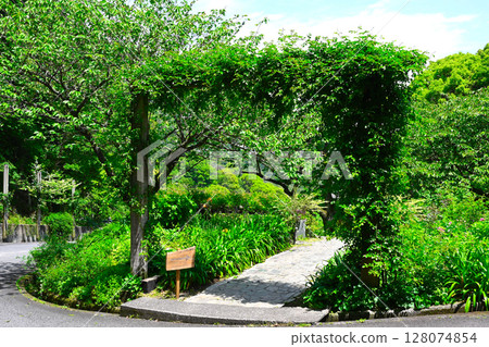 ACAO森林的風景 128074854