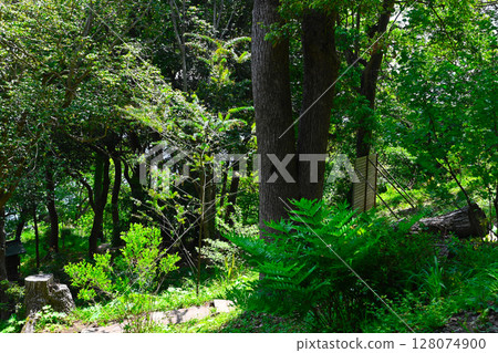 Scenery of ACAO FOREST 128074900