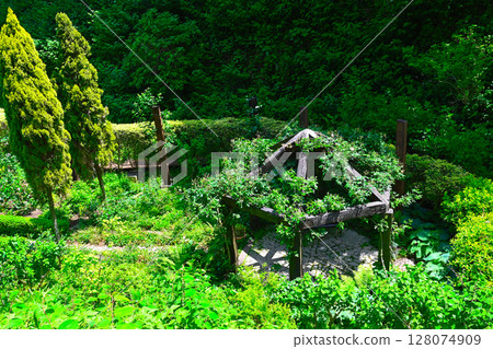 Scenery of ACAO FOREST Scenery of ACAO FOREST 128074909