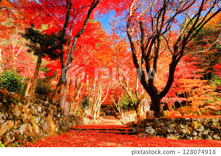 [Shiga Prefecture] Autumn leaves on the approach to Keisokuji Temple on a clear day (Ishido-ji Temple) 128074918
