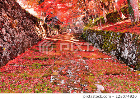 [Shiga Prefecture] The approach to Baekje Temple on a clear day and autumn leaves 128074920