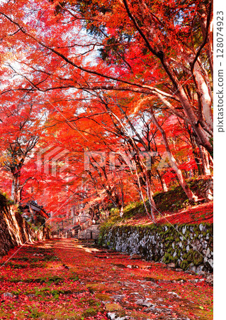 [滋賀縣]晴天的百濟寺參道和紅葉 128074923