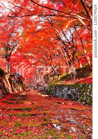 [Shiga Prefecture] The approach to Baekje Temple on a clear day and autumn leaves 128074924