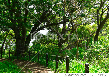 ACAO森林的風景 ACAO森林的風景 128074937