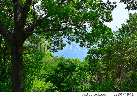 Scenery of ACAO FOREST 128074941