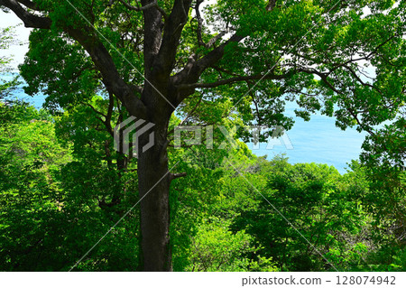 Scenery of ACAO FOREST 128074942