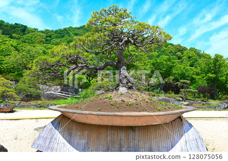 ACAO森林的風景 ACAO森林的風景 128075056