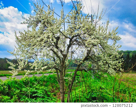 春天風景 128075212