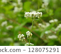 蕎麥花 128075291