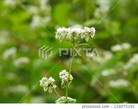 蕎麥花 蕎麥花 128075291