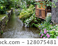 Hydrangeas blooming on the surface of the Takase River in Kyoto 128075481